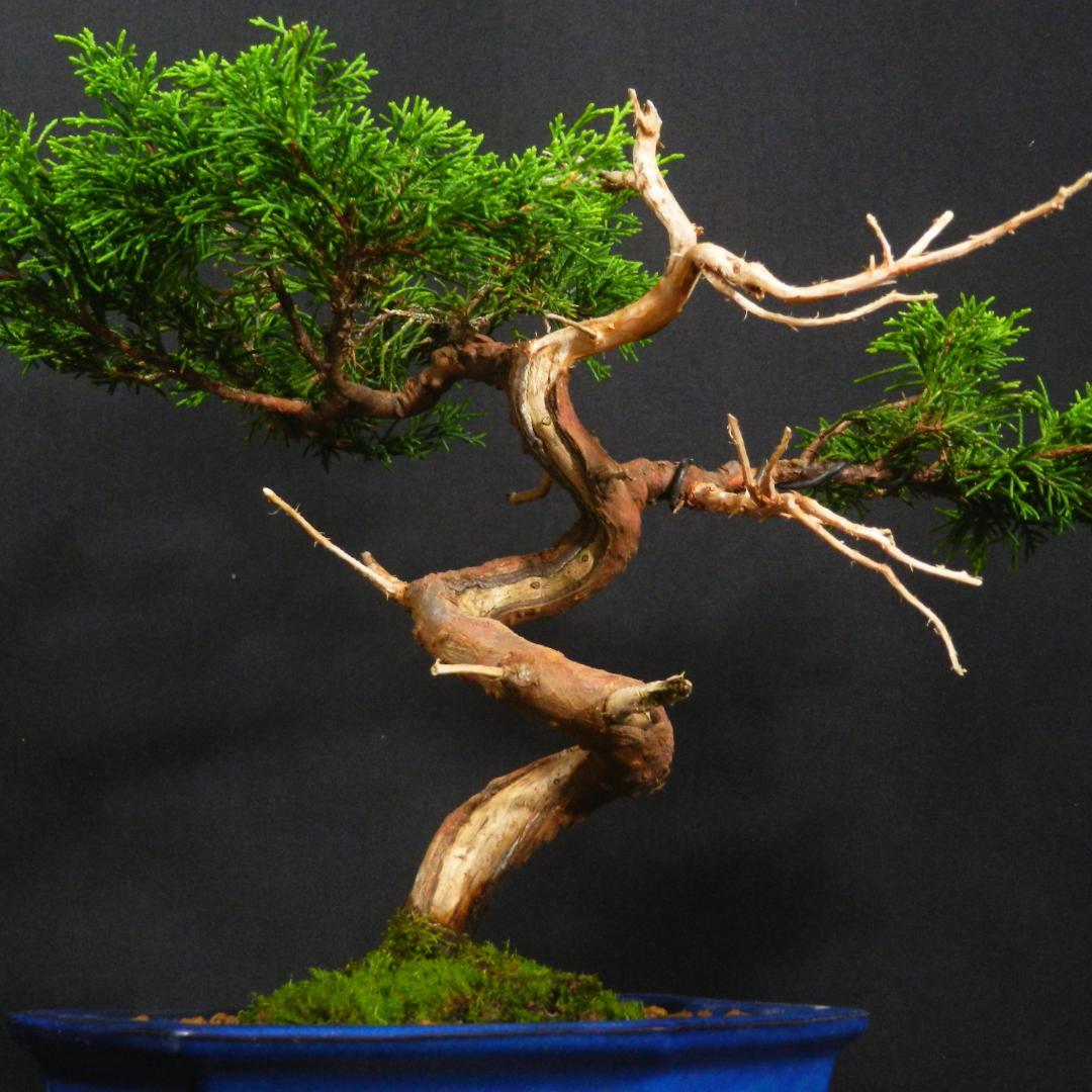 豆*郎様 【一起園芸】糸魚川真柏・小品盆栽◆人気盆栽樹・形良好な一品です◆