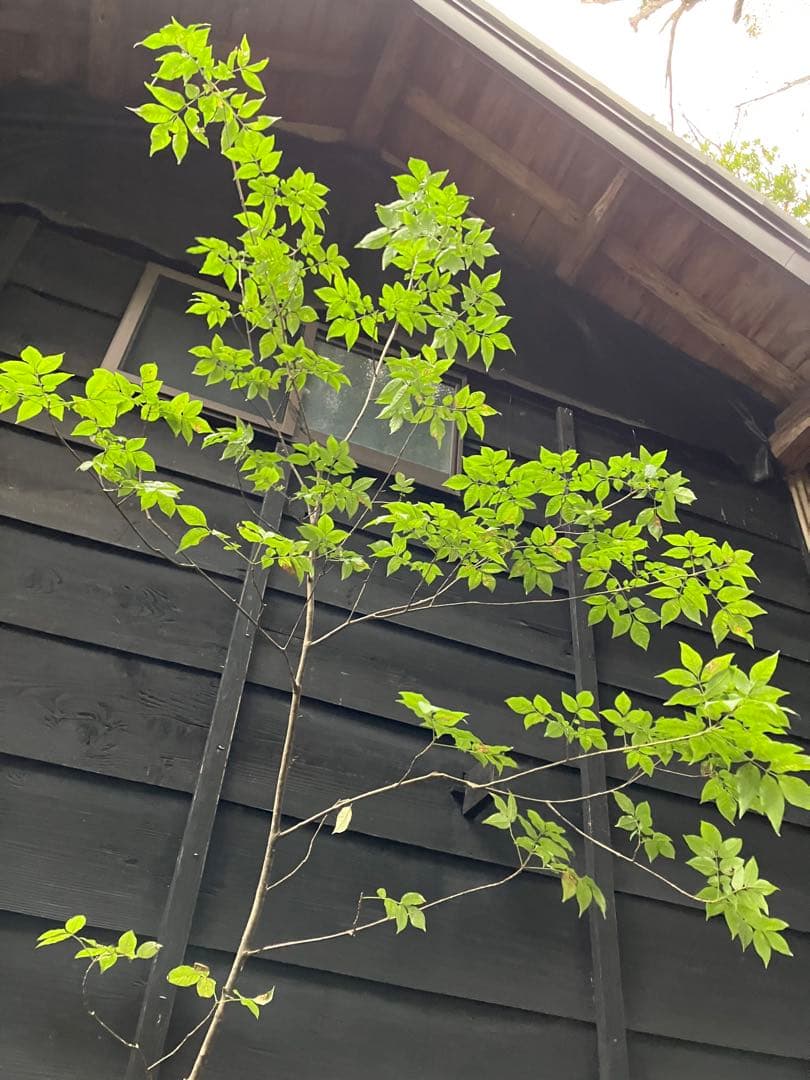 91 山採り　アオダモ　ミヤマガマズミ付き