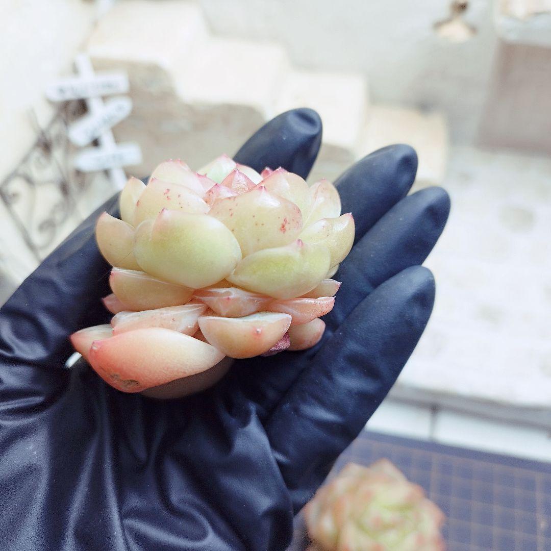 オーシャンソング◎多肉植物 カット苗 韓国苗 エケベリア等