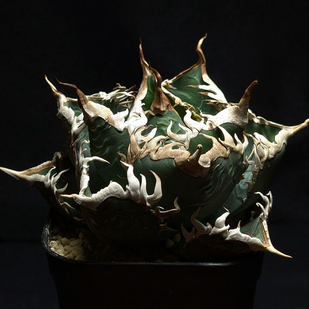 変異株【 海王最上級優良血統】\"海王\"　アガベ　チタノタ　胴切り天芽子株