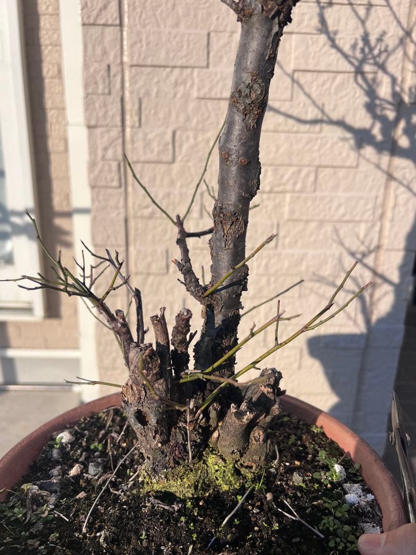 甲州野梅　盆栽　約60cm 梅