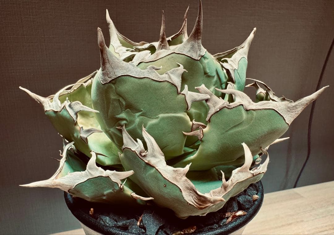 【親株】アガベ　チタノタ　蟹