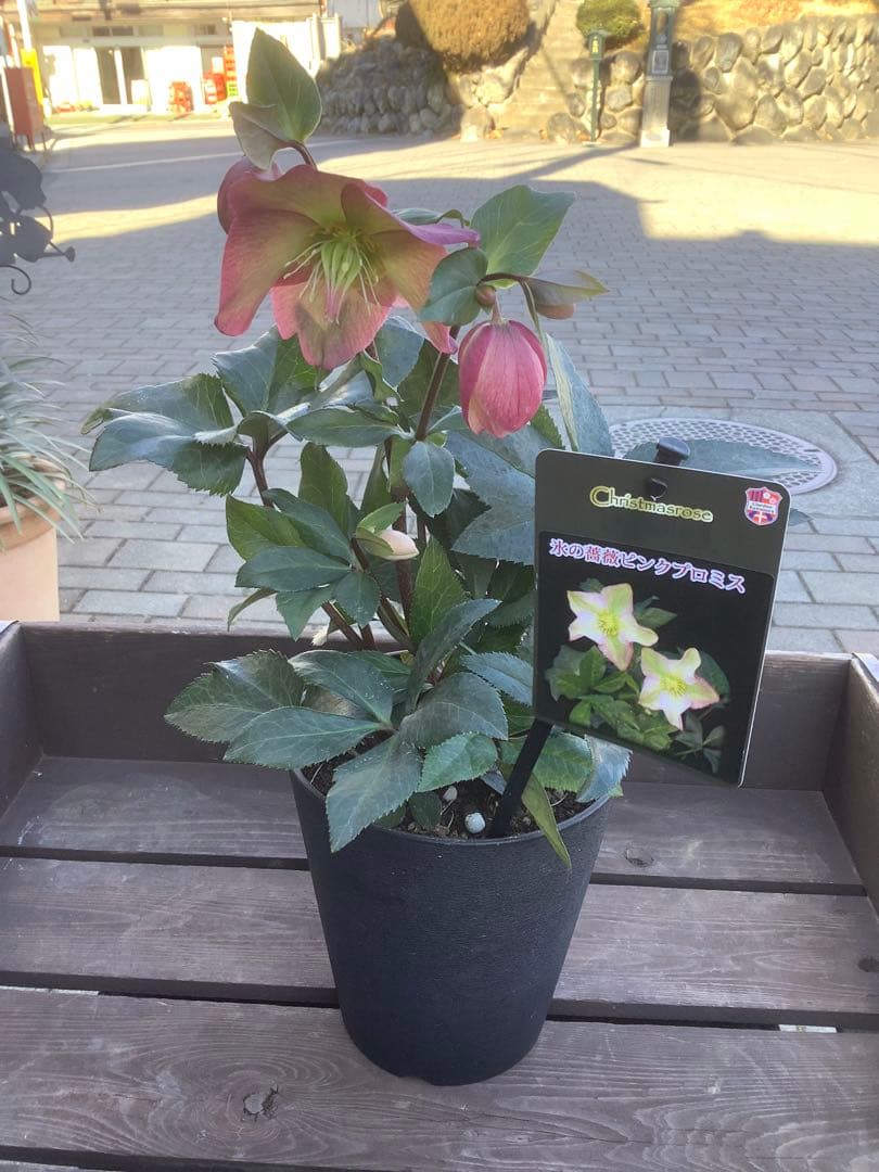 さかえ‼️氷の薔薇シリーズ　クリスマスローズ＊ビアンコ