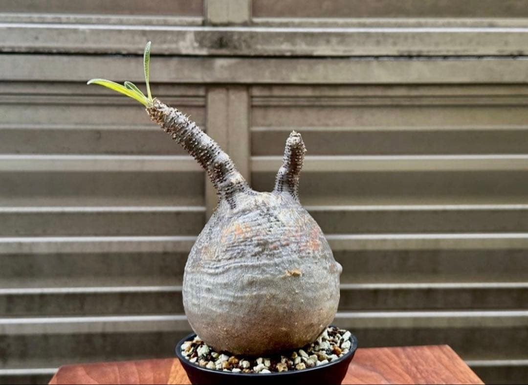 パキポディウム グラキリス 現地株 丸株 良形 コレクション 迷彩