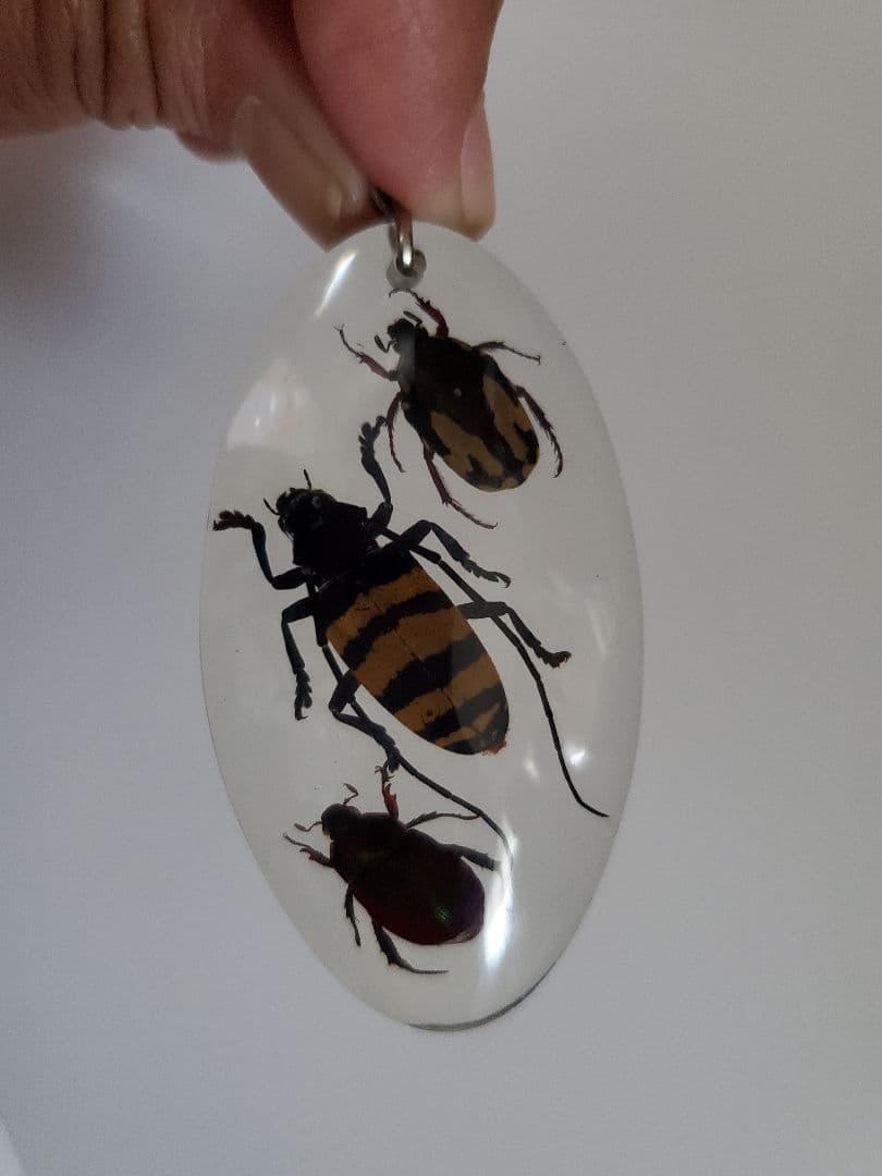 インドネシア産　カミキリムシ　キーホルダー　6点セット