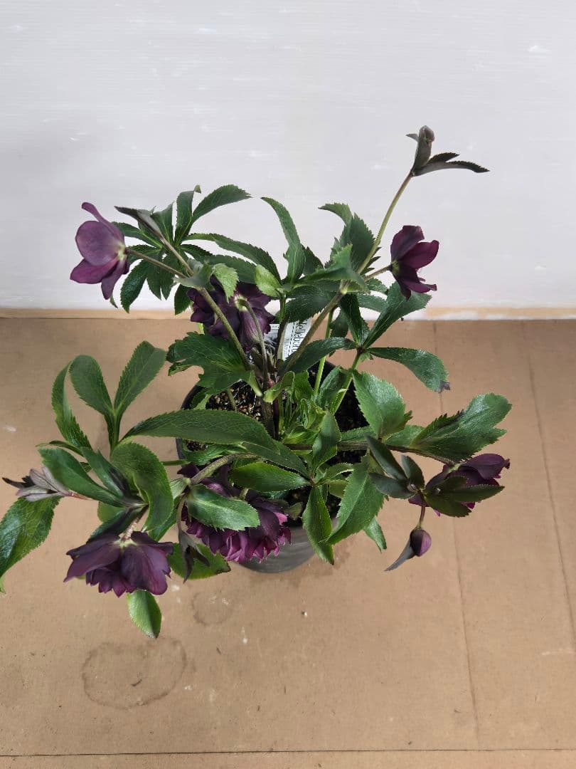 ☆広瀬園芸☆クリスマスローズ☆クレオパトラ☆5号鉢☆