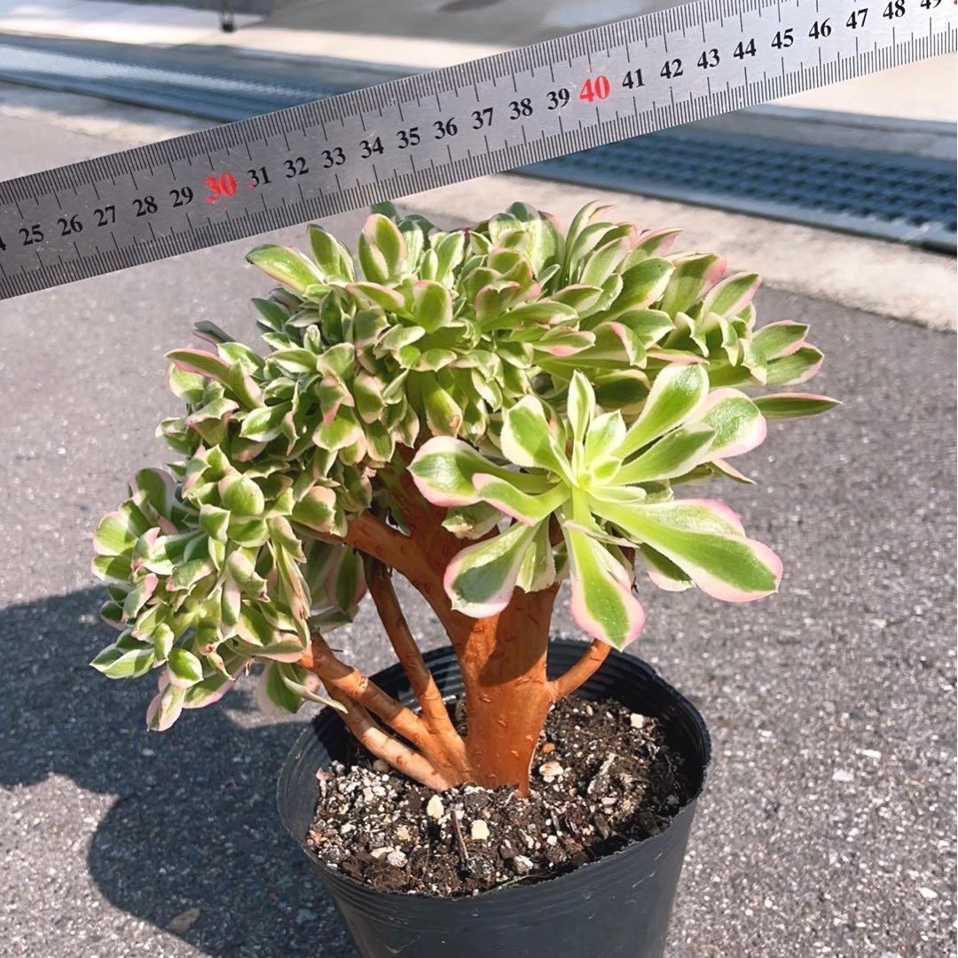 17#多肉植物❤️アエオニウム錦❤️ ピンクウィッチ セッカ❤️1大頭27cm拔き苗
