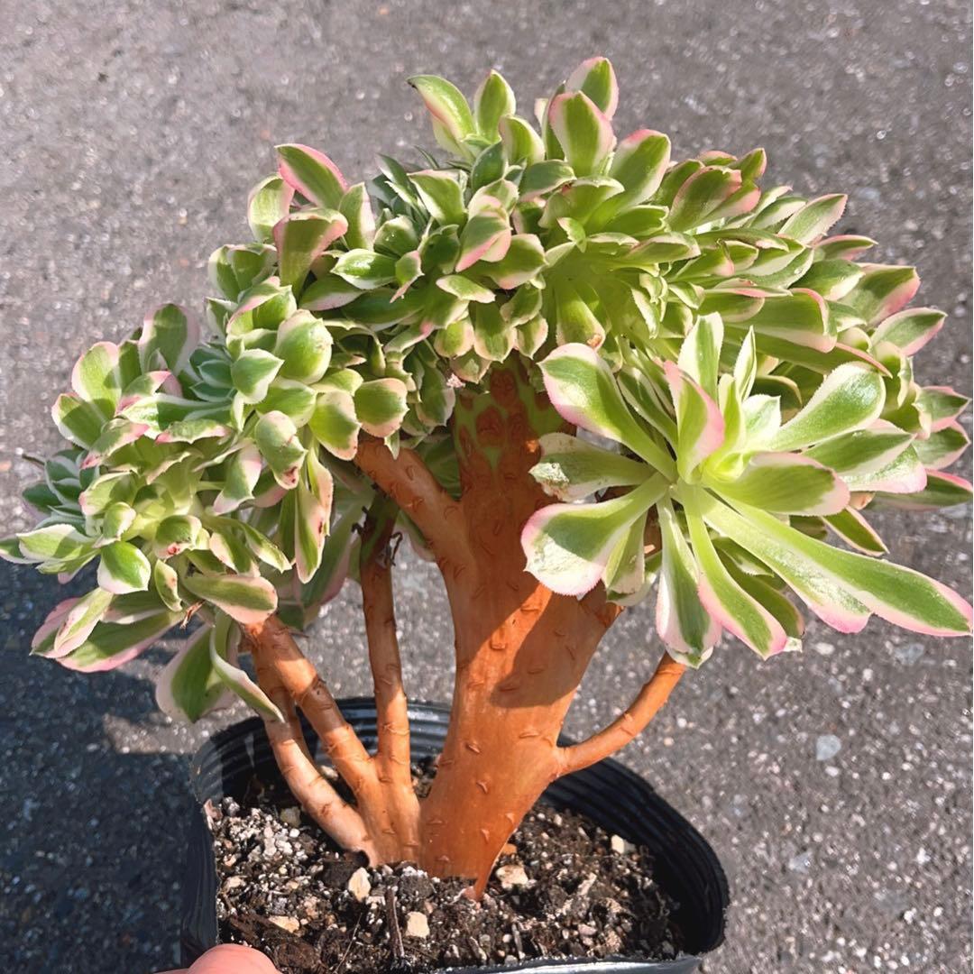 17#多肉植物❤️アエオニウム錦❤️ ピンクウィッチ セッカ❤️1大頭27cm拔き苗