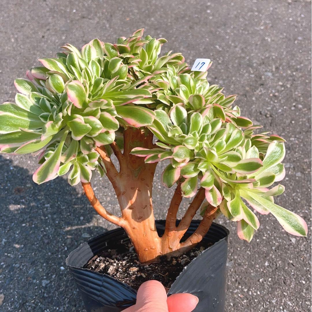 17#多肉植物❤️アエオニウム錦❤️ ピンクウィッチ セッカ❤️1大頭27cm拔き苗