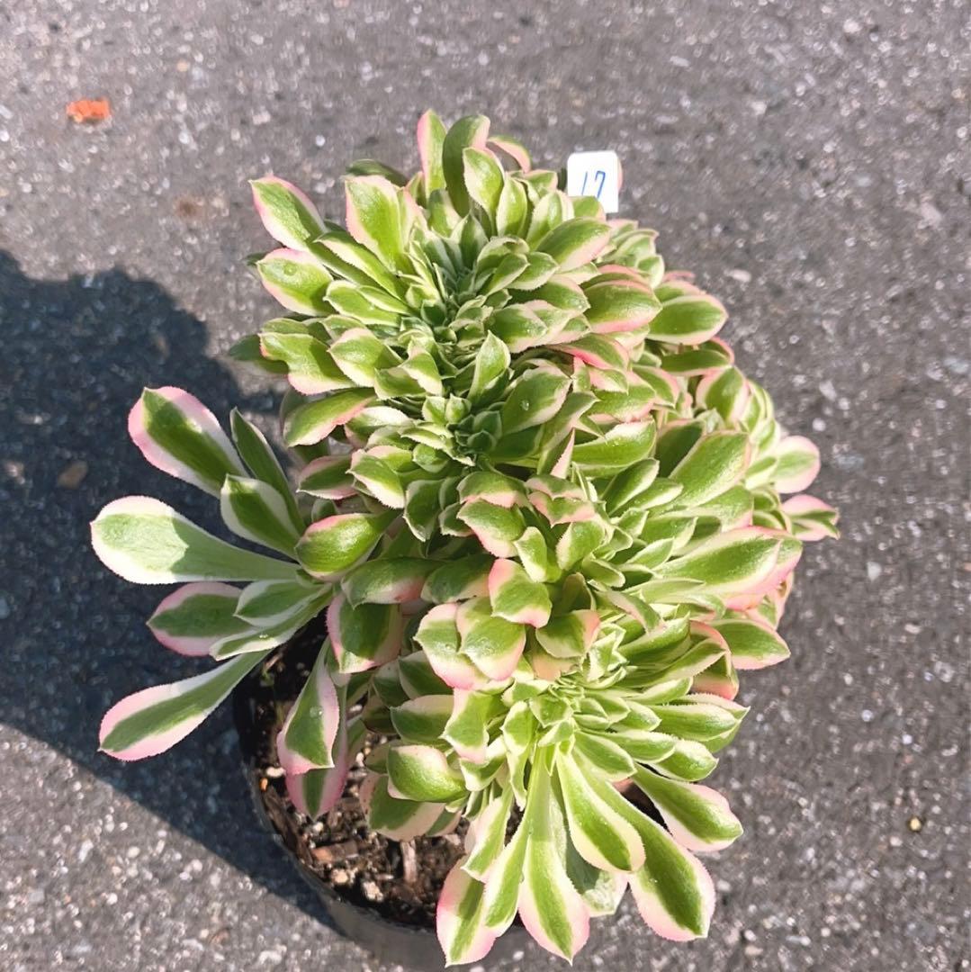 17#多肉植物❤️アエオニウム錦❤️ ピンクウィッチ セッカ❤️1大頭27cm拔き苗