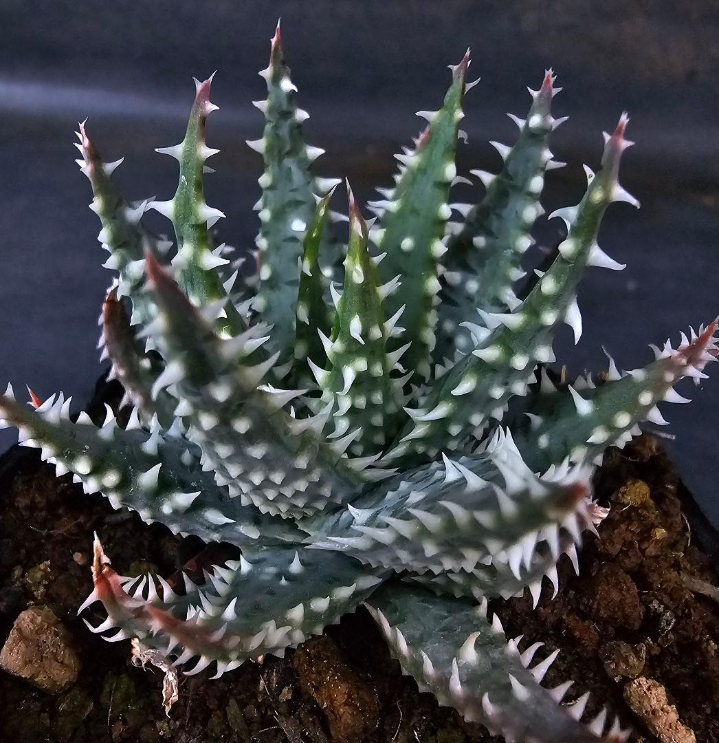 メルカリ便発送☆多肉植物 アロエ属 プラテンシス(実生選抜S5のカキコ苗)