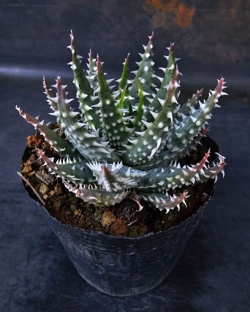 メルカリ便発送☆多肉植物 アロエ属 プラテンシス(実生選抜S5のカキコ苗)