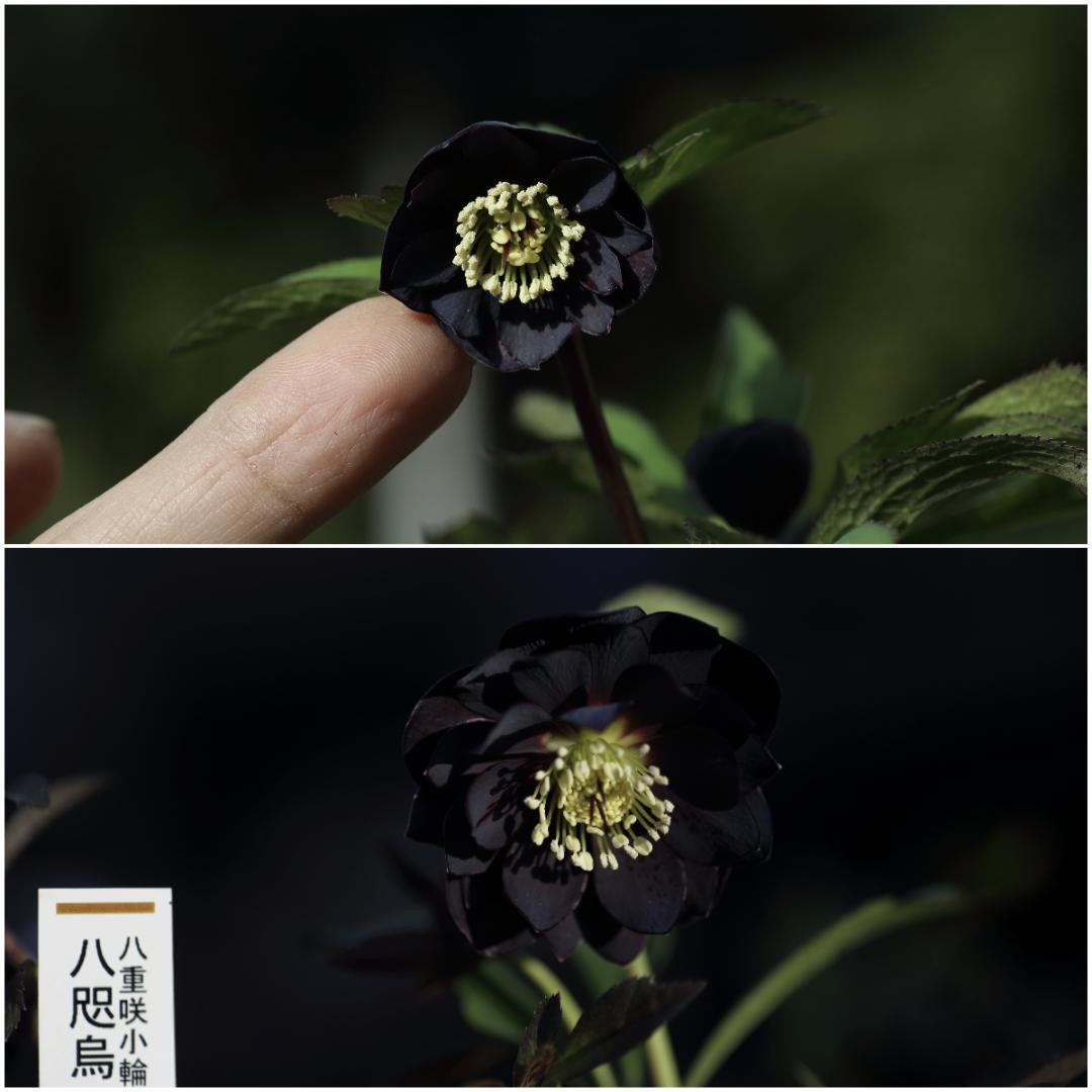 バカ息子と親バカ クリスマスローズ 開花実績株 苗 セット