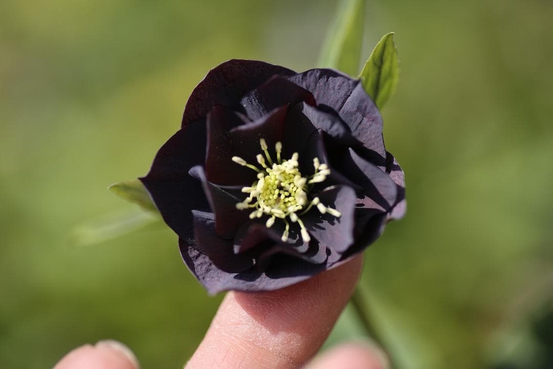 バカ息子と親バカ クリスマスローズ 開花実績株 苗 セット