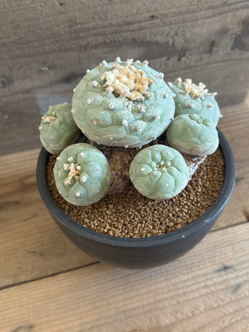 【希少現地株】群生翠冠玉 ロフォフォラ 銀冠玉 烏羽玉 菊水 帝冠 太平丸