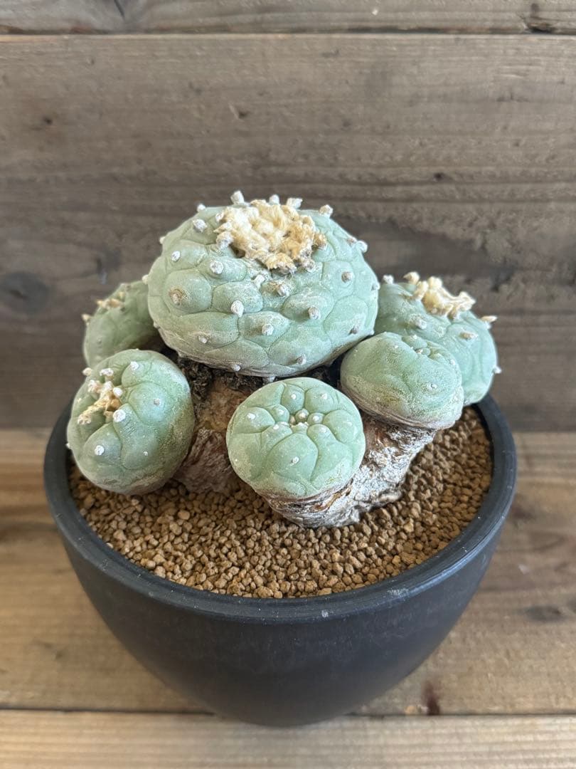【希少現地株】群生翠冠玉 ロフォフォラ 銀冠玉 烏羽玉 菊水 帝冠 太平丸