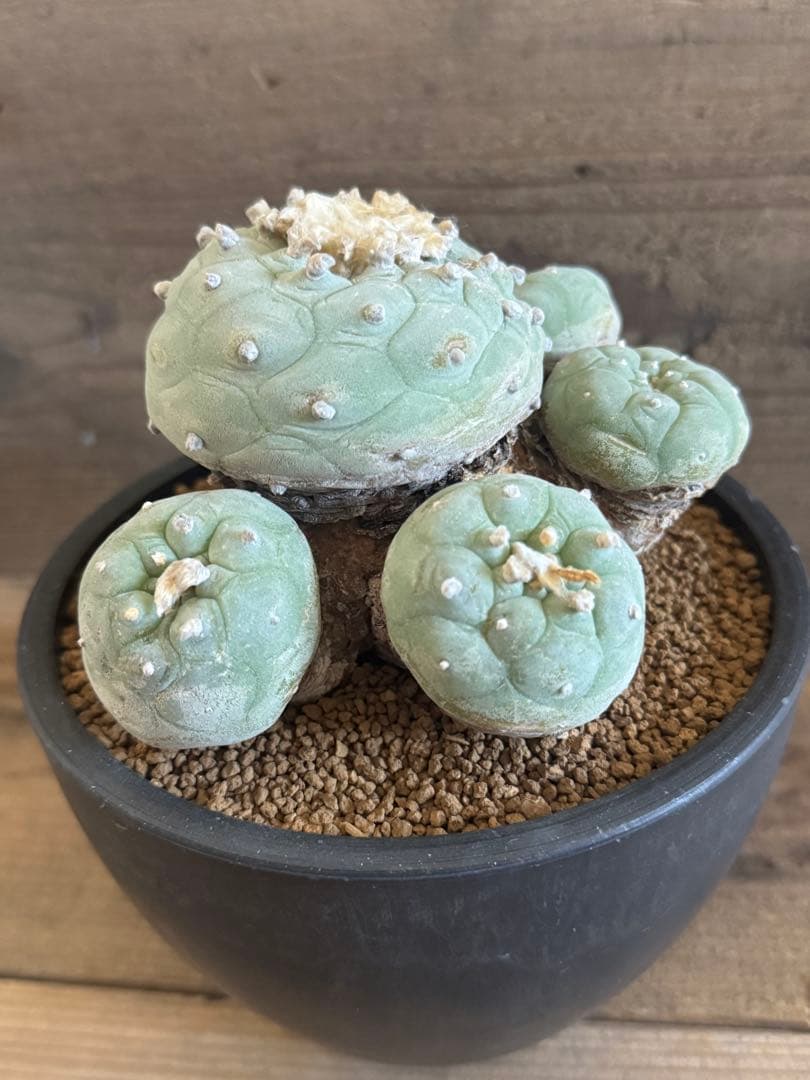 【希少現地株】群生翠冠玉 ロフォフォラ 銀冠玉 烏羽玉 菊水 帝冠 太平丸