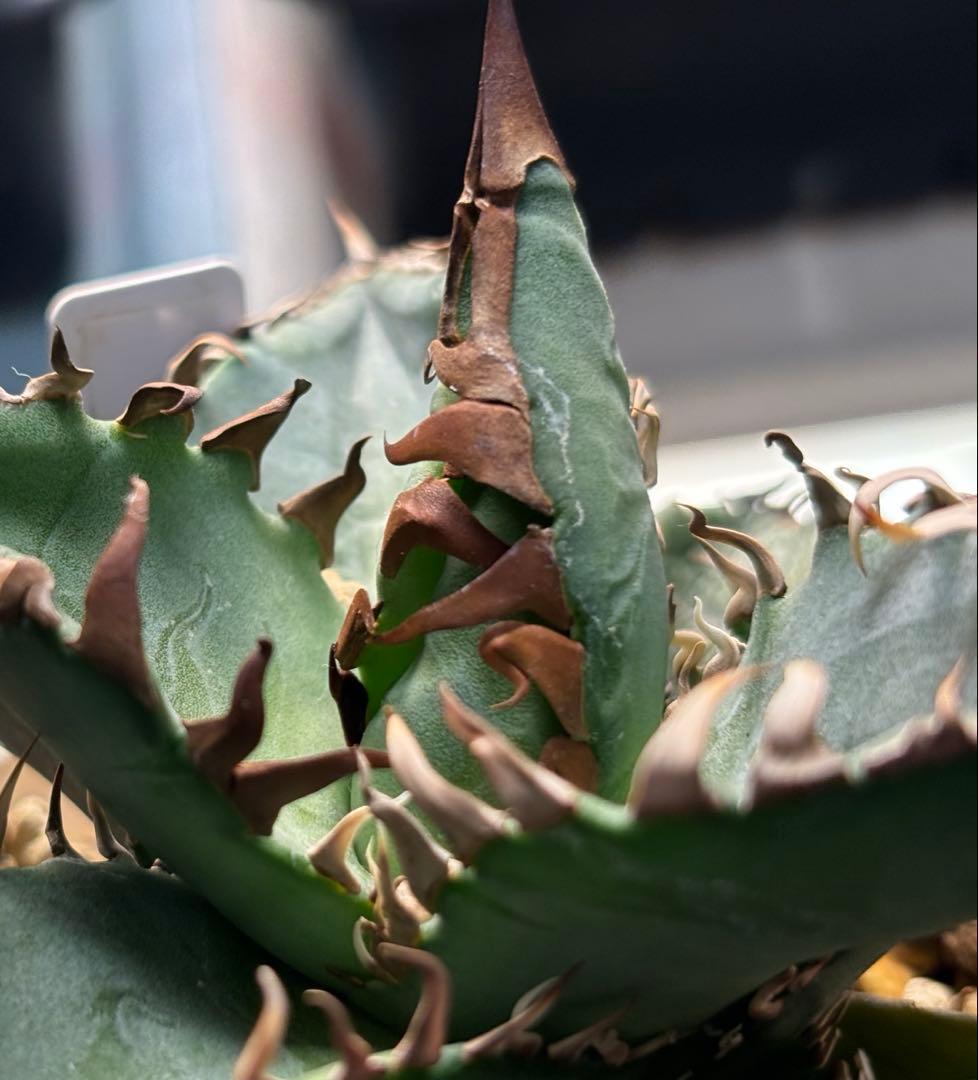 実生 オテロイ 検索)オアハカ スナグル チタノタ アガベ fo-076 ホリダ