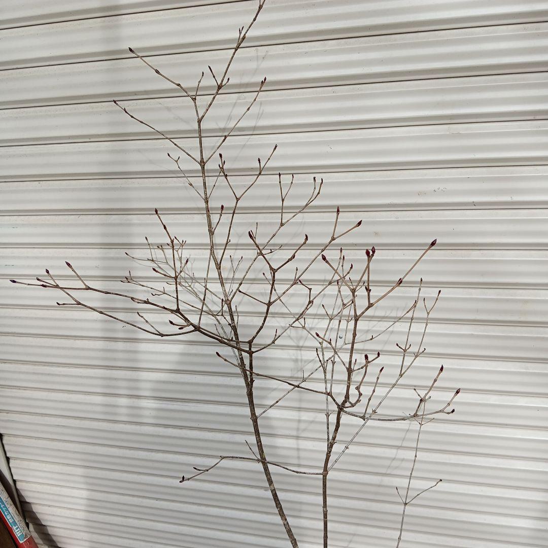 オトコヨウゾメ　山採り