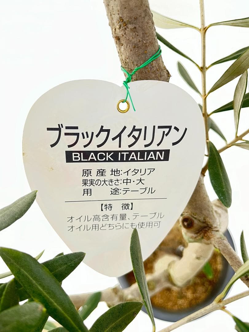 オリーブの木　ブラックイタリアン　7号　約120cm　K-310　希少　現品掲載