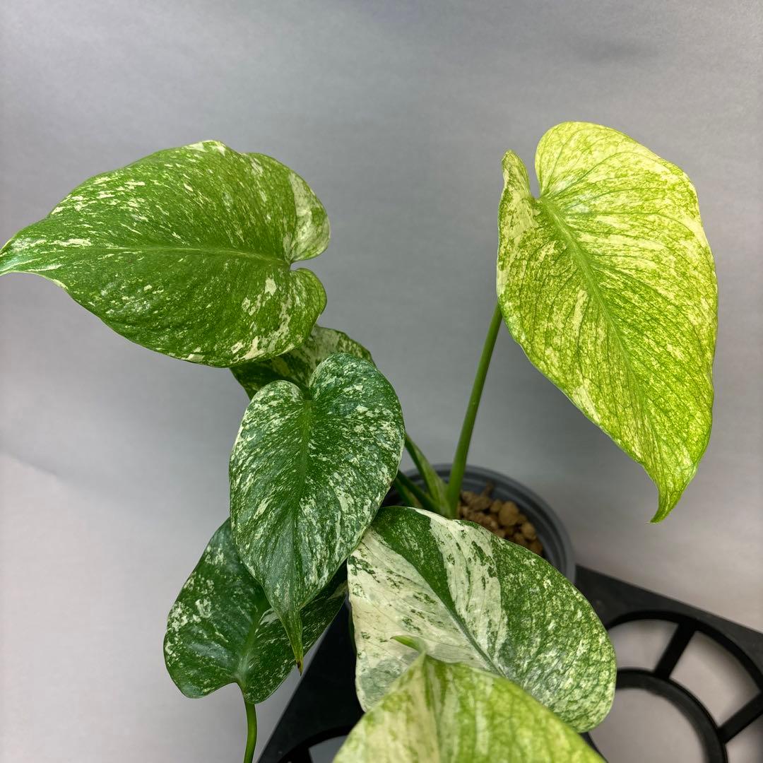 Z*O様 5株セットms15【特別選抜】ホワイトモンスター／天津蘭 モンステラ斑