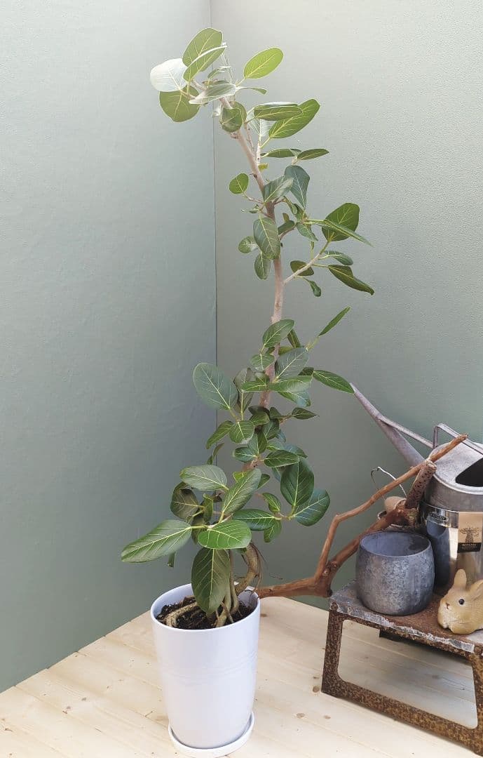 ゆったり〜っ大人のベンガレンシス ８号 (現品)癒しグリーン