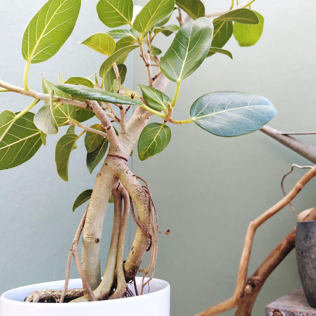 ゆったり〜っ大人のベンガレンシス ８号 (現品)癒しグリーン