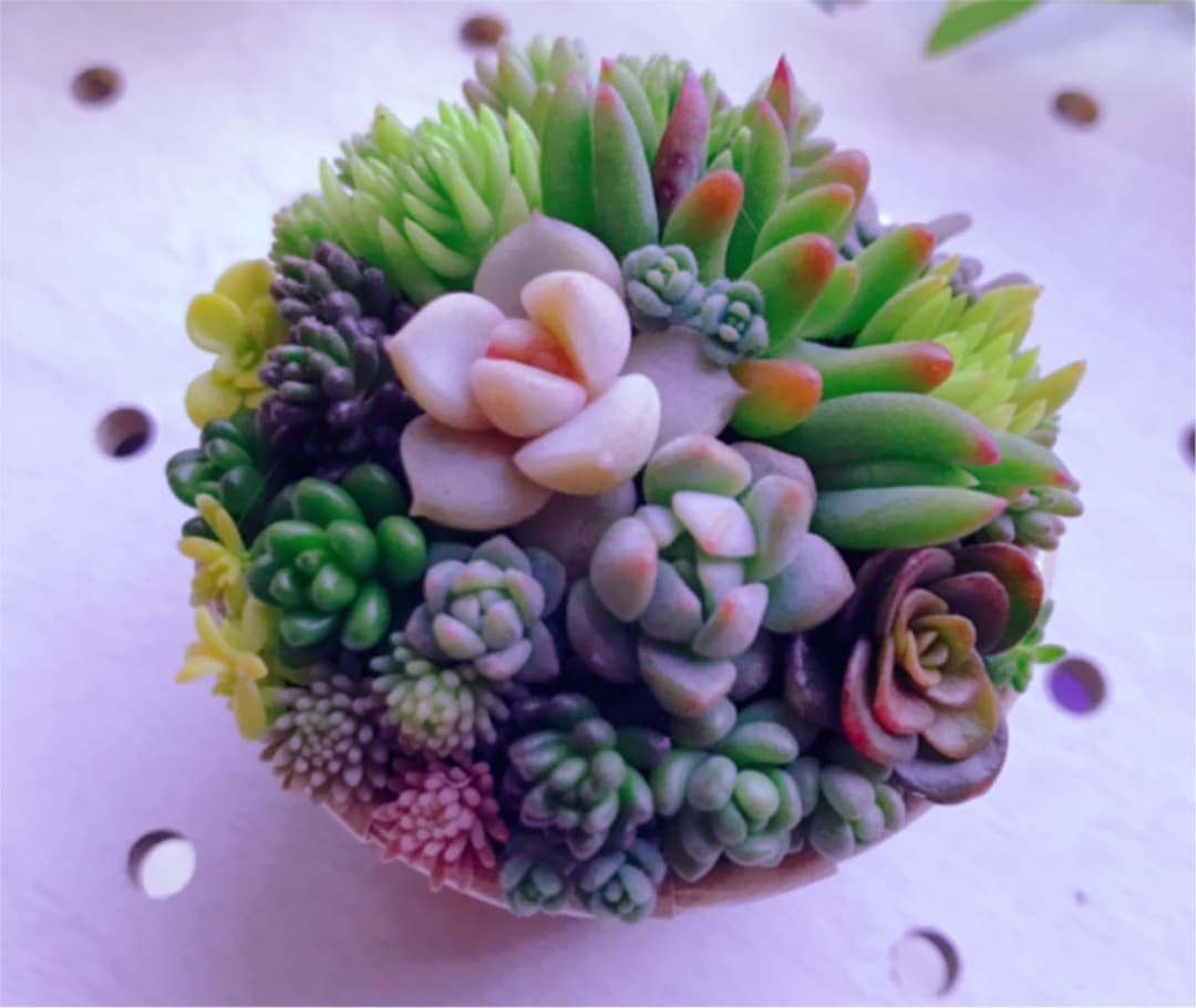 ★★セダム畑❤️★ちまちまキュンキュン★寄せ植え★このまま飾れます★多肉植物