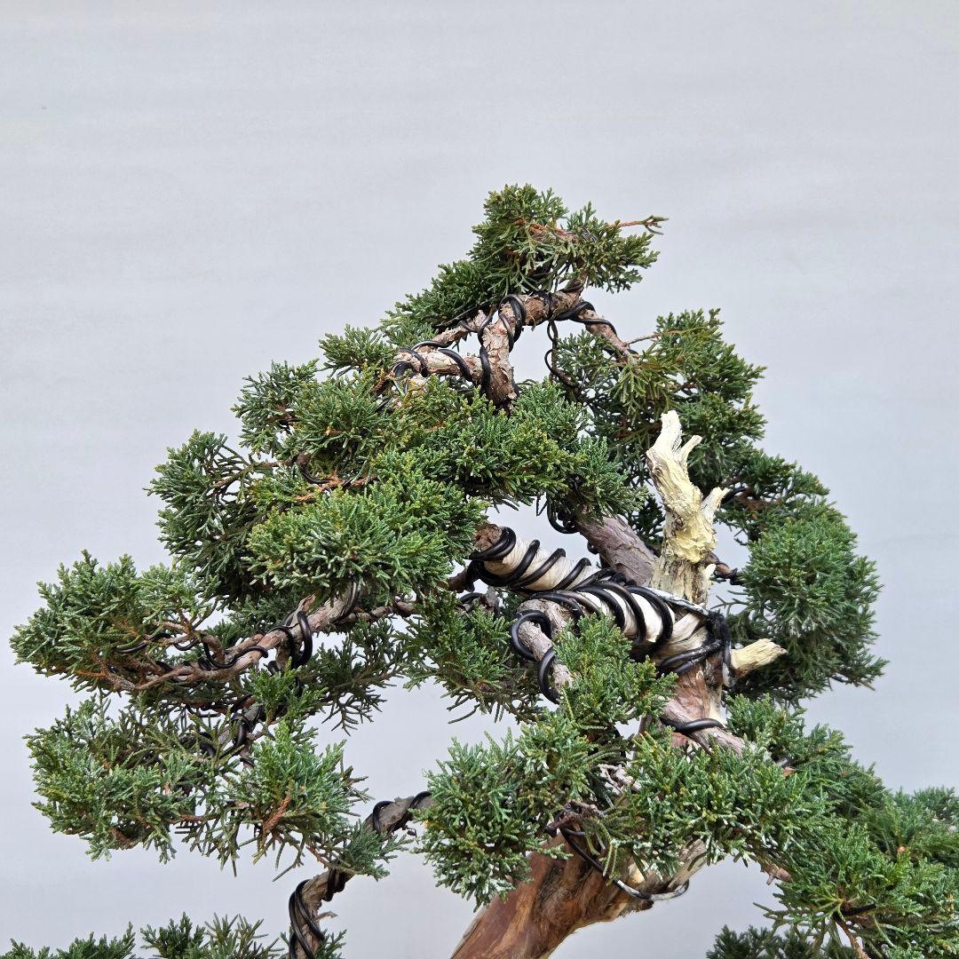 真柏　[模様木]　大品盆栽