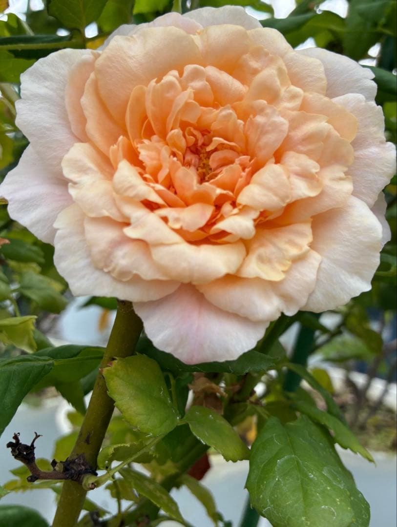 バラ苗　購入前にコメント