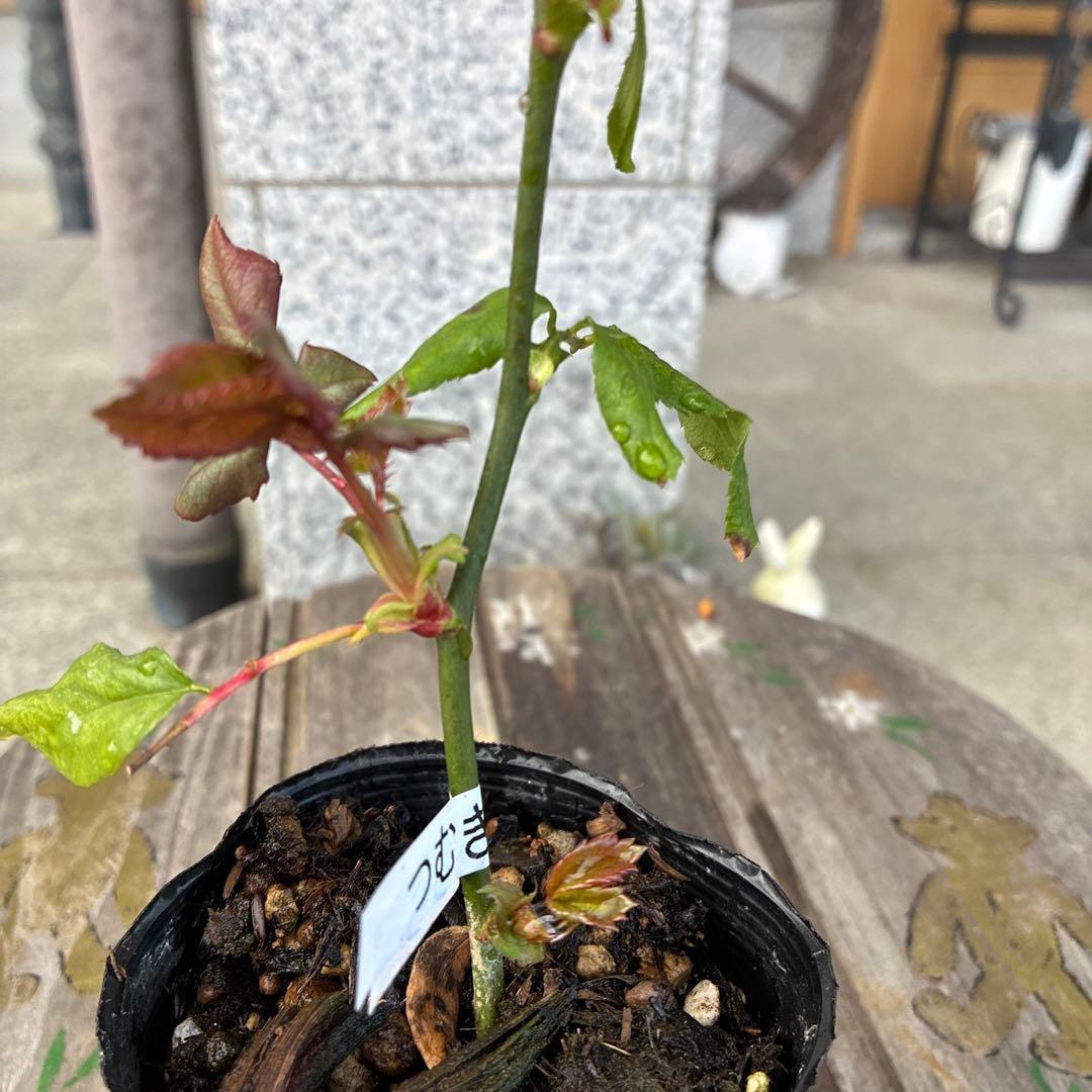 バラ苗　購入前にコメント