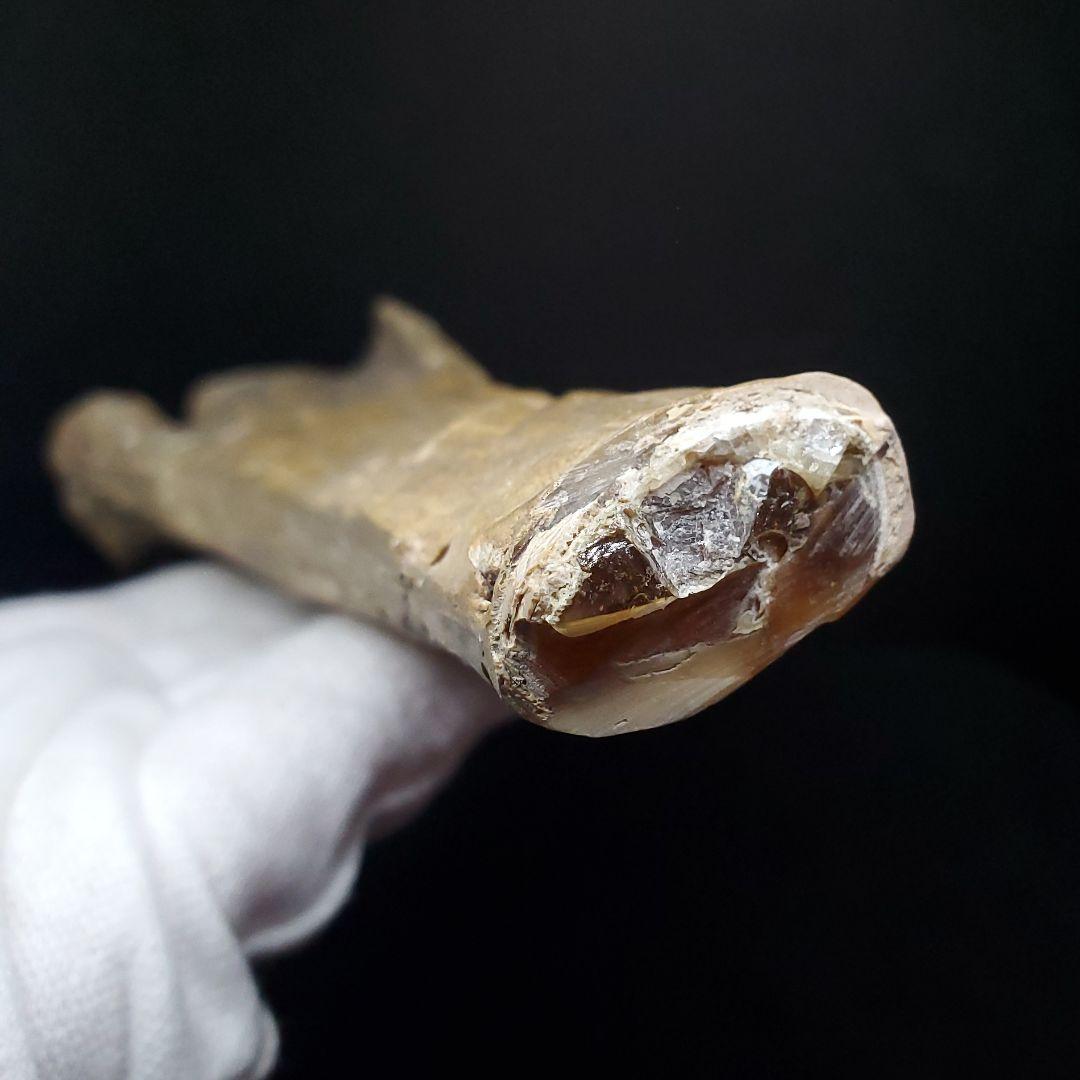 希少 アンハングエラ 化石 中手骨 恐竜 本物 146.81mm fr72