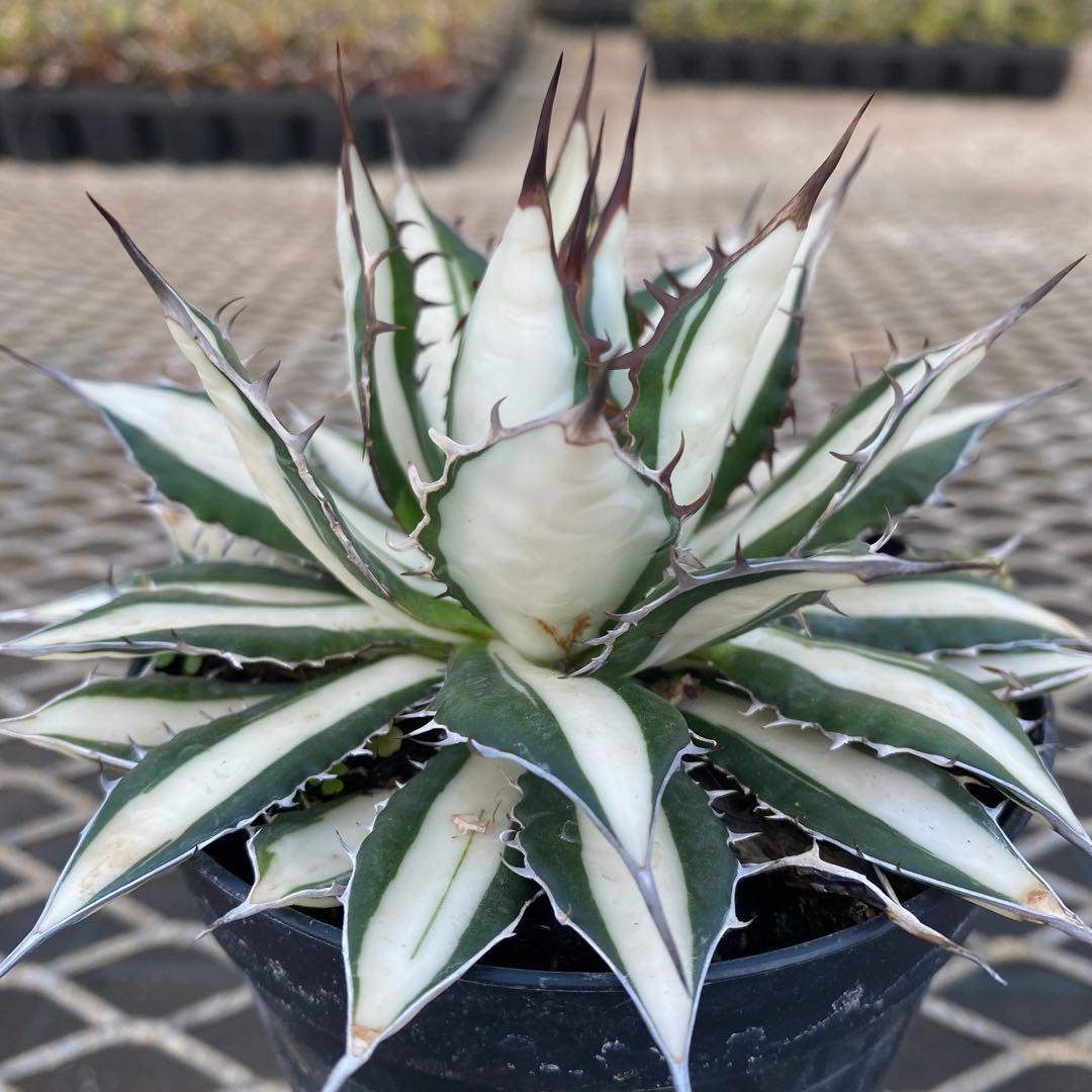 アガベ　ホリダ白中斑入　極上