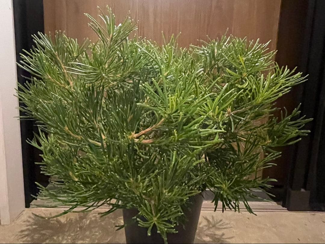 超美株　バンクシア　バースデーキャンドル　W約48cm