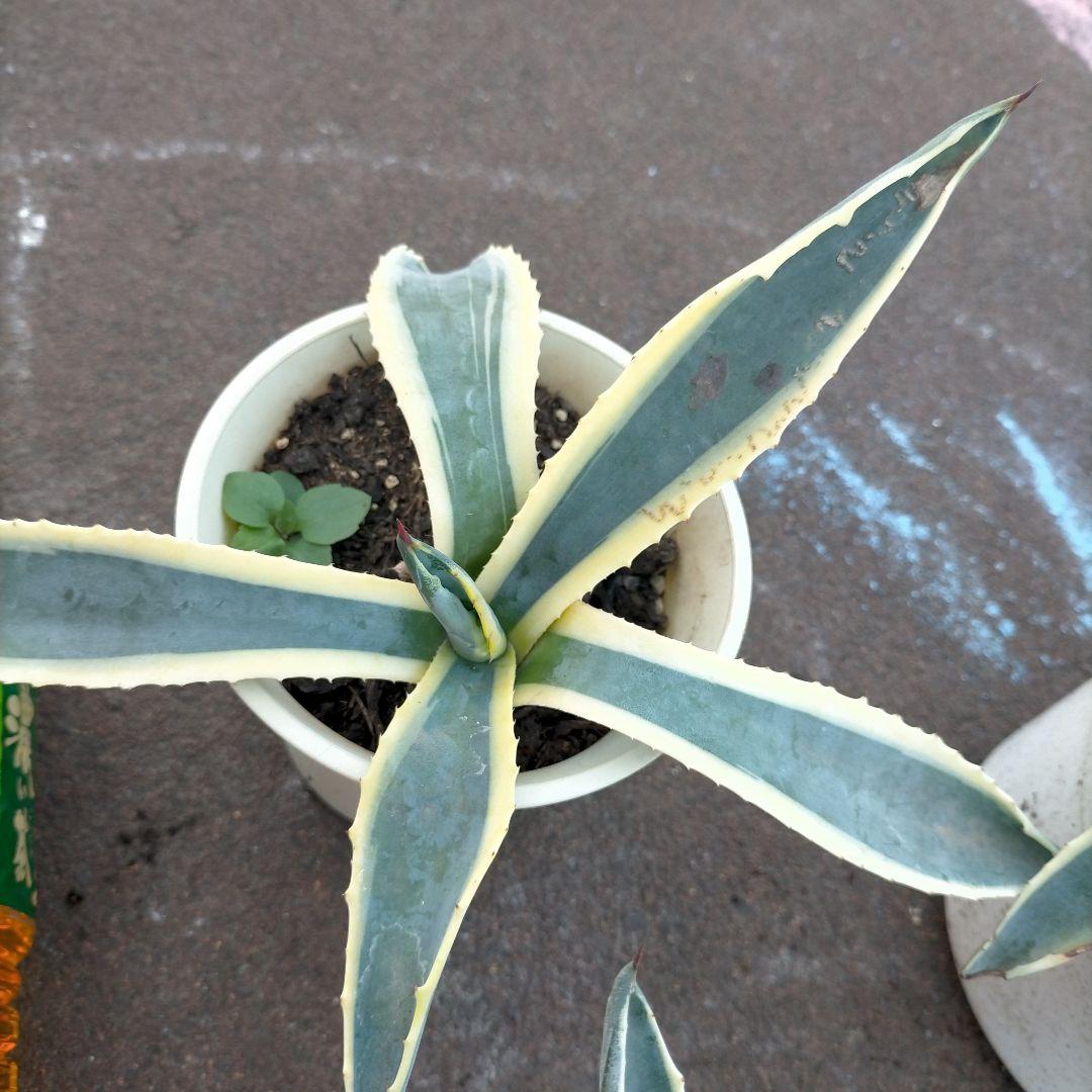 アガベ③