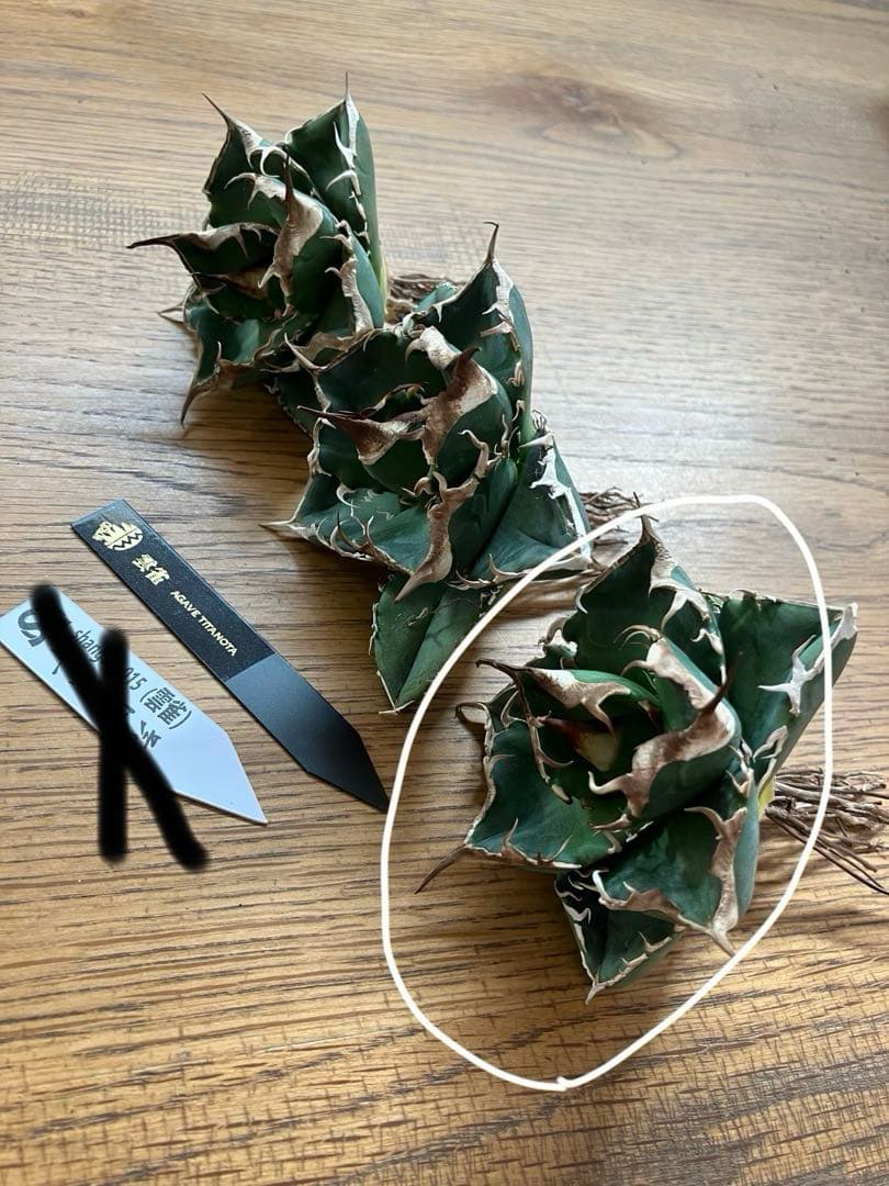 【CR7】速達　超選抜　特大　太棘　長棘　アガべ　チタノタ　雲雀　TC