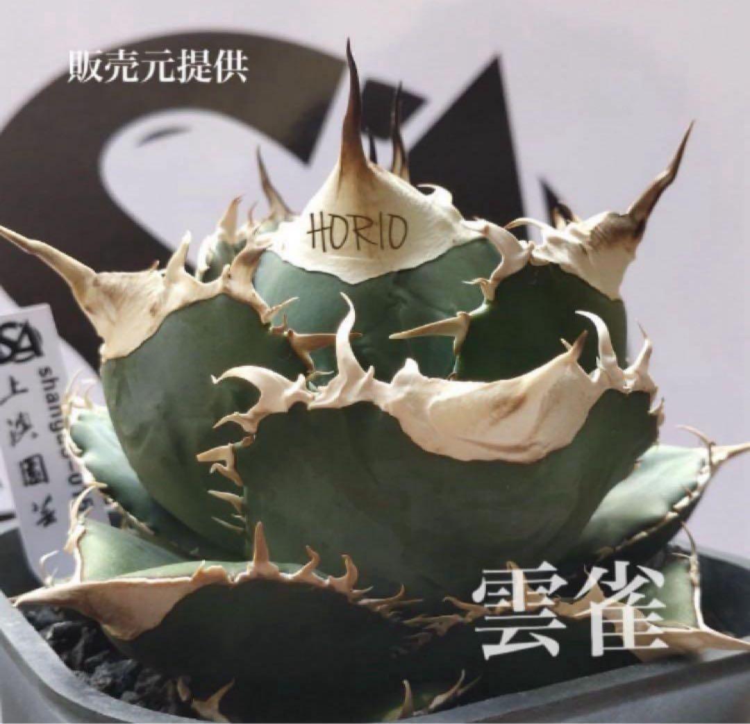 【CR7】速達　超選抜　特大　太棘　長棘　アガべ　チタノタ　雲雀　TC