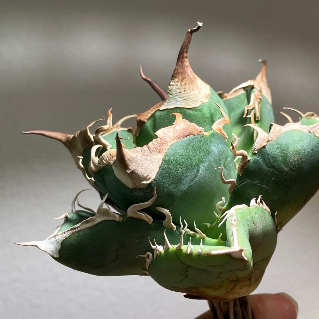 【CR7】速達　超選抜　特大　太棘　長棘　アガべ　チタノタ　雲雀　TC