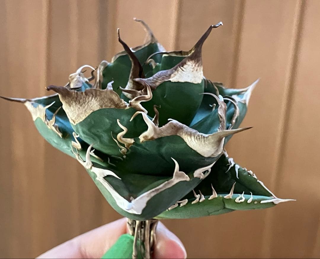 【CR7】速達　超選抜　特大　太棘　長棘　アガべ　チタノタ　雲雀　TC