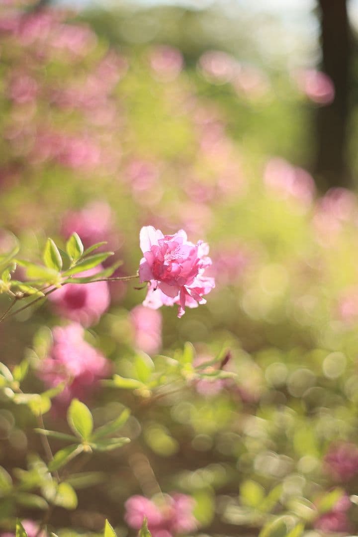 Super-Takumar 55mm F1.8 前期型 S/N：1087713