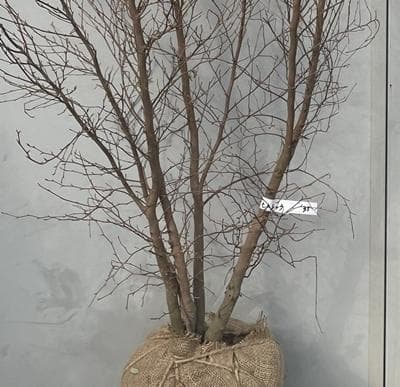 《現品》姫沙羅（ヒメシャラ）株立ち　樹高1.8ｍ（根鉢含まず）35【苗木/植木】