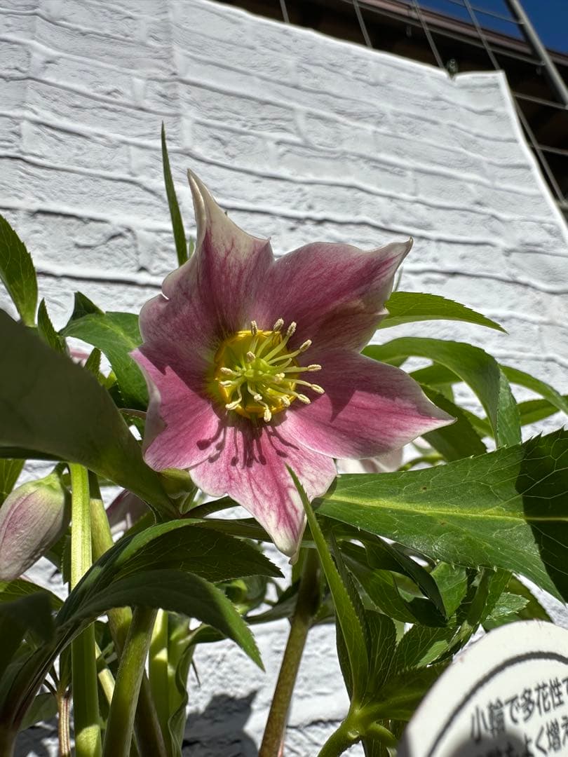 クリスマスローズ　プチドール　横山園芸　開花株