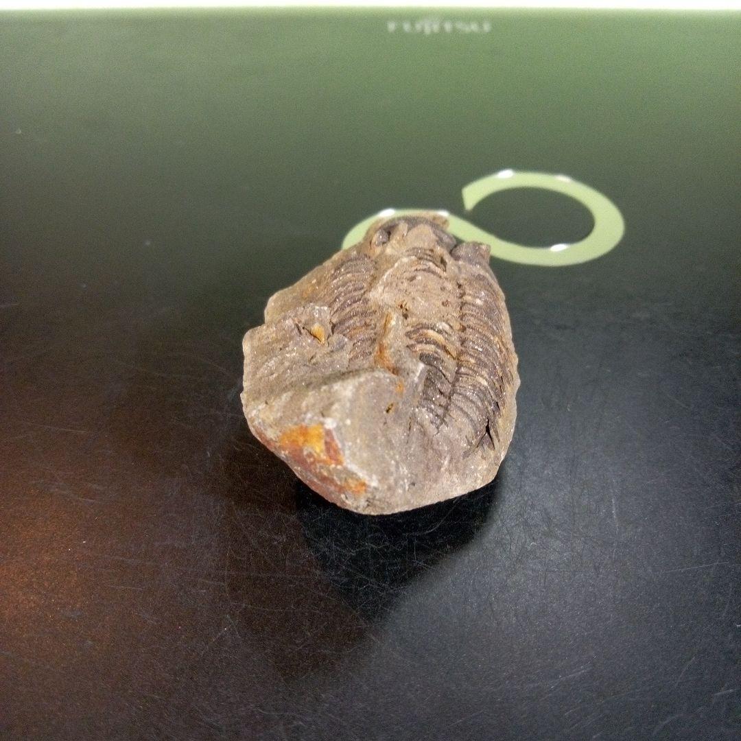三葉虫　化石　fossil　ボリビア産　trilobite　ノジュール判別①