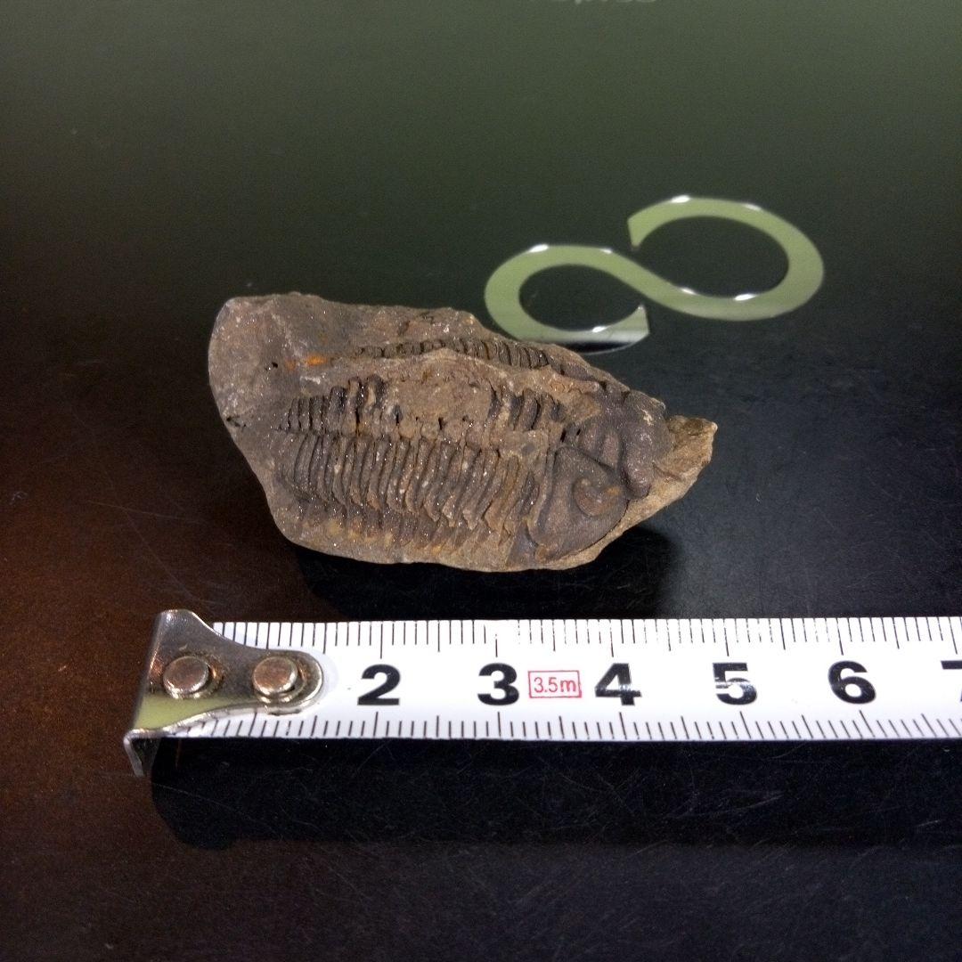 三葉虫　化石　fossil　ボリビア産　trilobite　ノジュール判別①