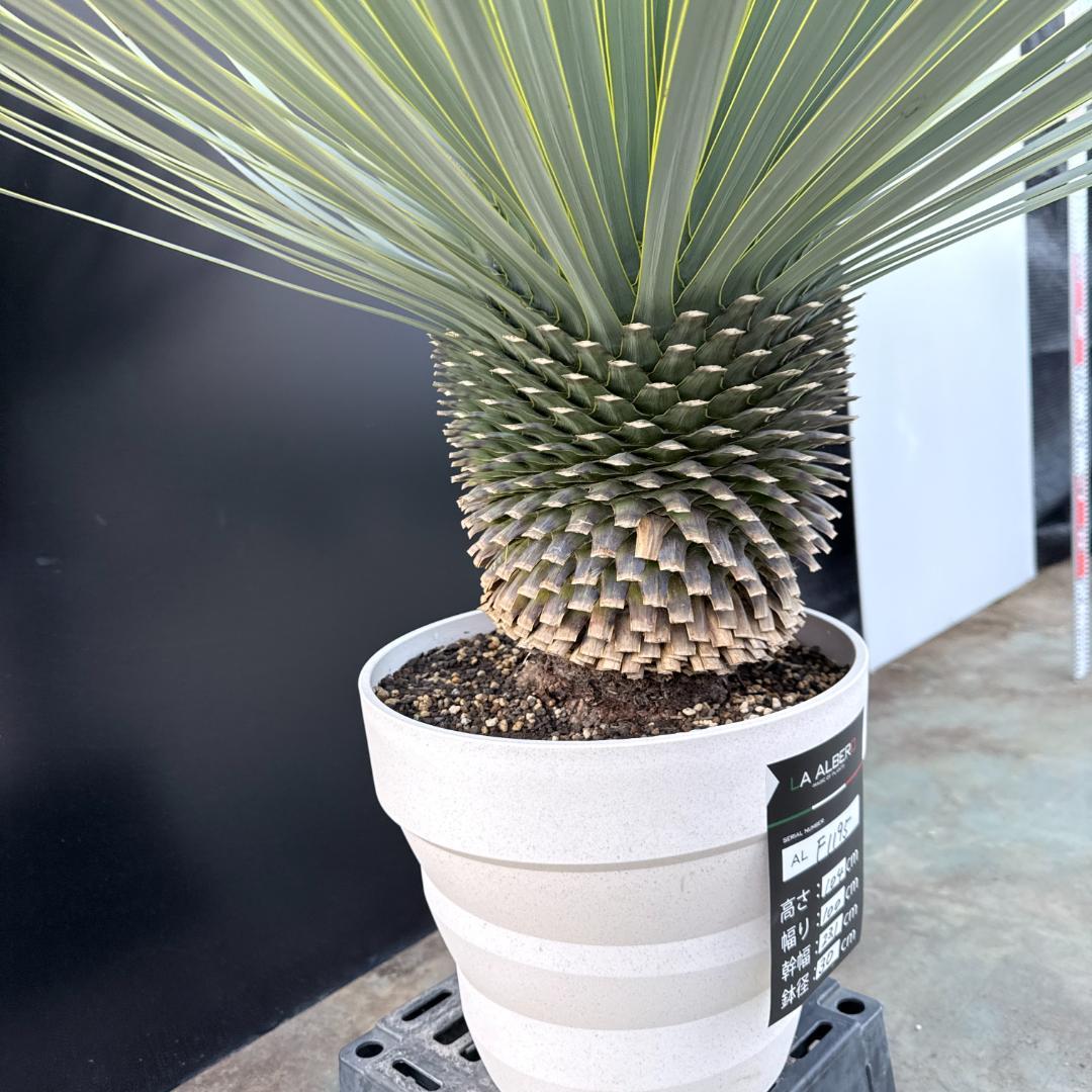 【AL-F1195】ユッカ　ロストラータ　超美形　超極太　シルバーブルー