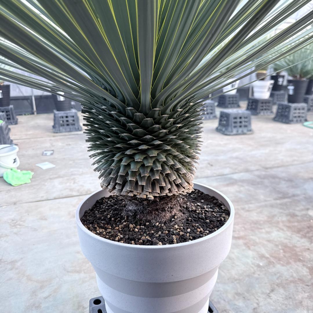 【AL-F1195】ユッカ　ロストラータ　超美形　超極太　シルバーブルー