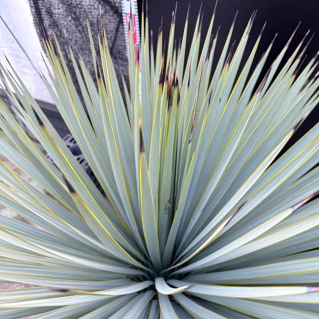 【AL-F1195】ユッカ　ロストラータ　超美形　超極太　シルバーブルー