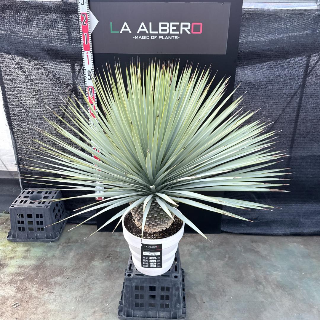 【AL-F1195】ユッカ　ロストラータ　超美形　超極太　シルバーブルー