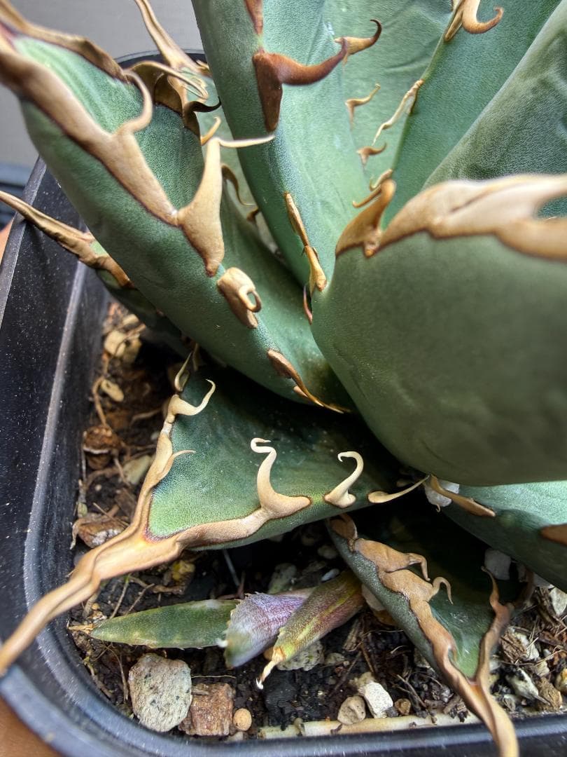 アガベ 　エボリスピナ×BB　（ハイブリッド） 子株 検）エボBB