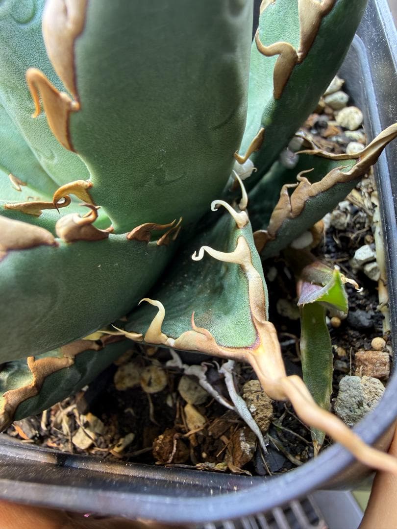 アガベ 　エボリスピナ×BB　（ハイブリッド） 子株 検）エボBB